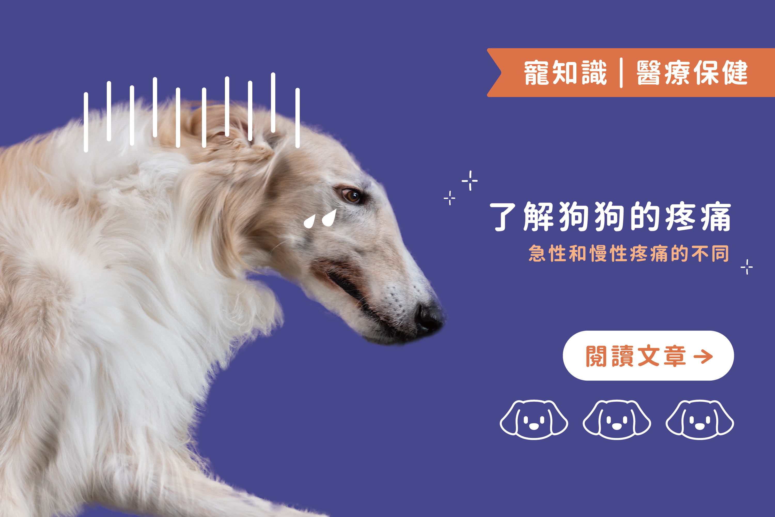 了解狗狗的疼痛｜急性和慢性疼痛的不同