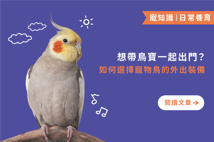 想帶鳥寶一起出門｜如何選擇寵物鳥的外出裝備