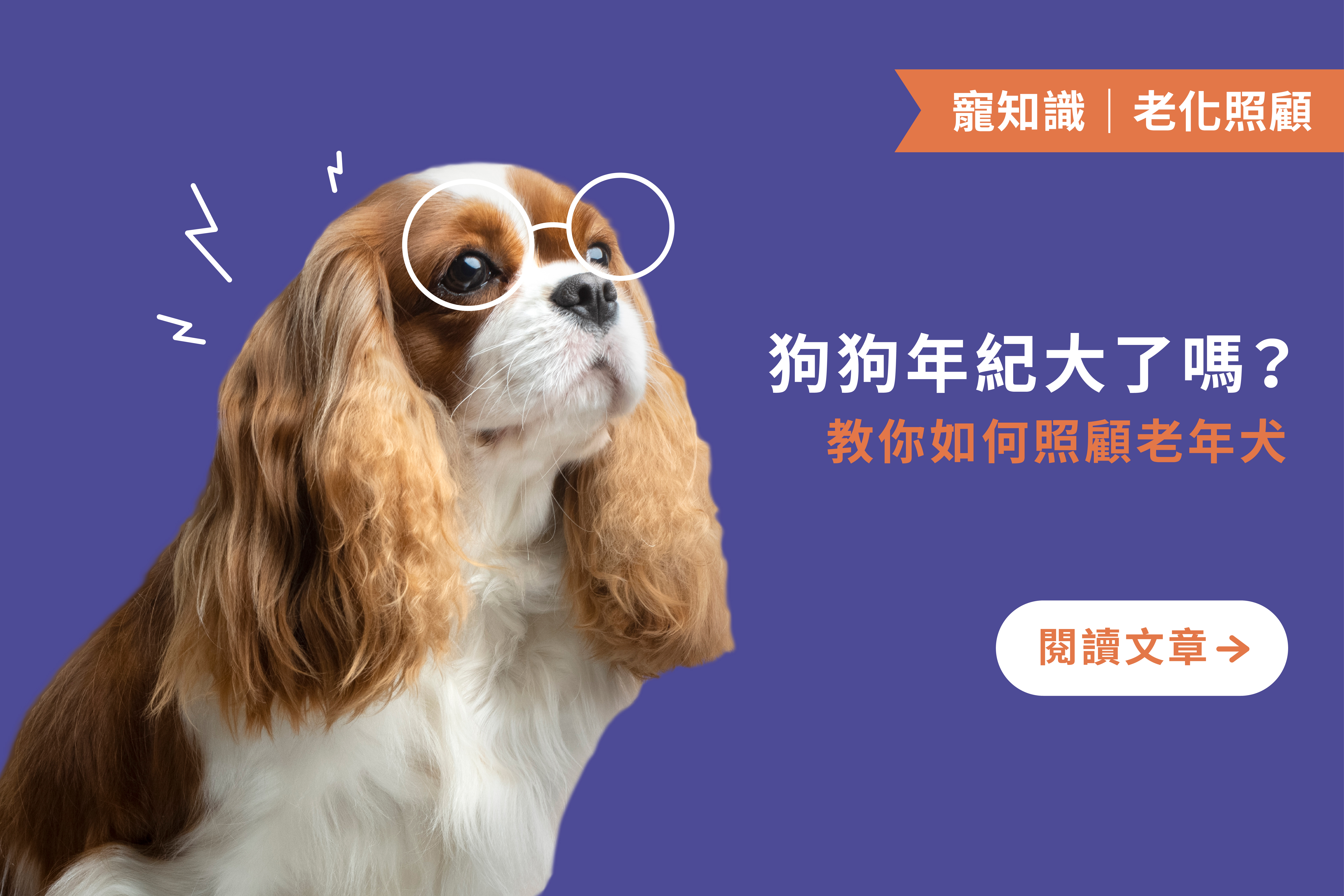 家裡的狗狗年紀大了嗎｜教你如何照顧老年犬