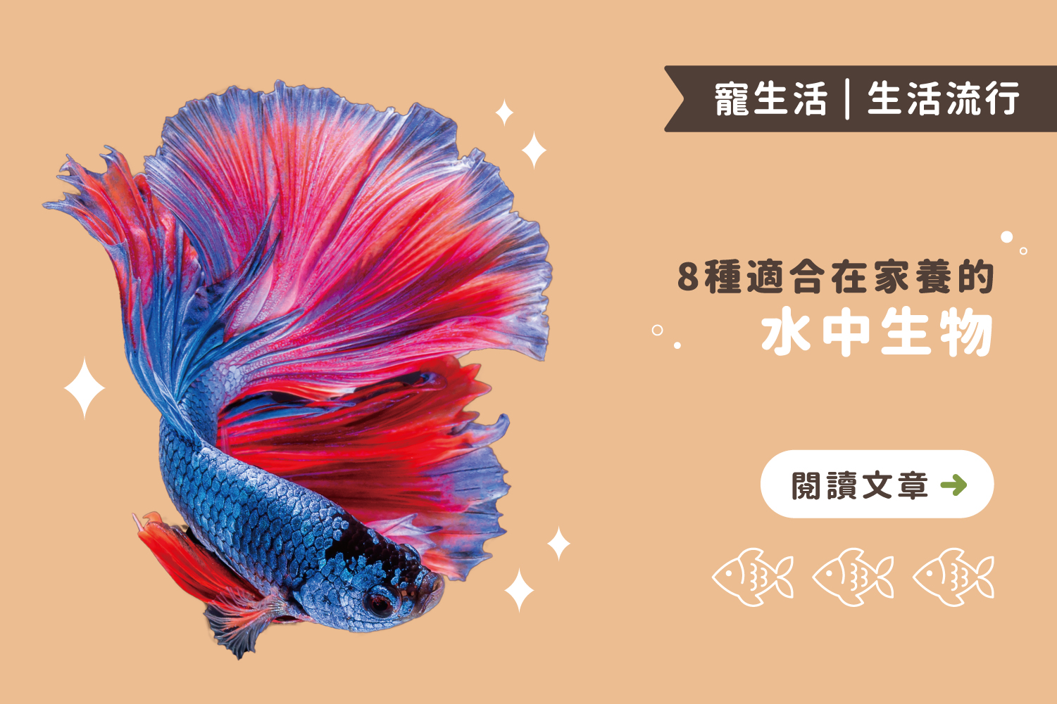 看了心情就好｜八種適合在家養的水中生物