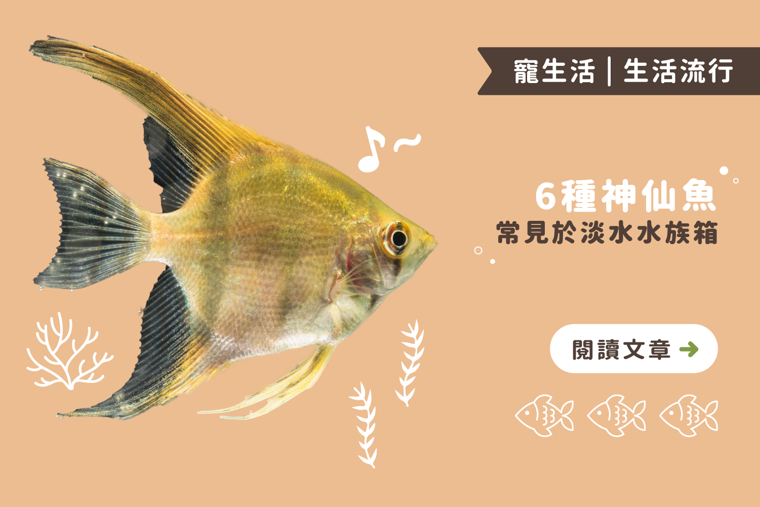 六種淡水水族箱常見神仙魚｜特徵及飼養指南