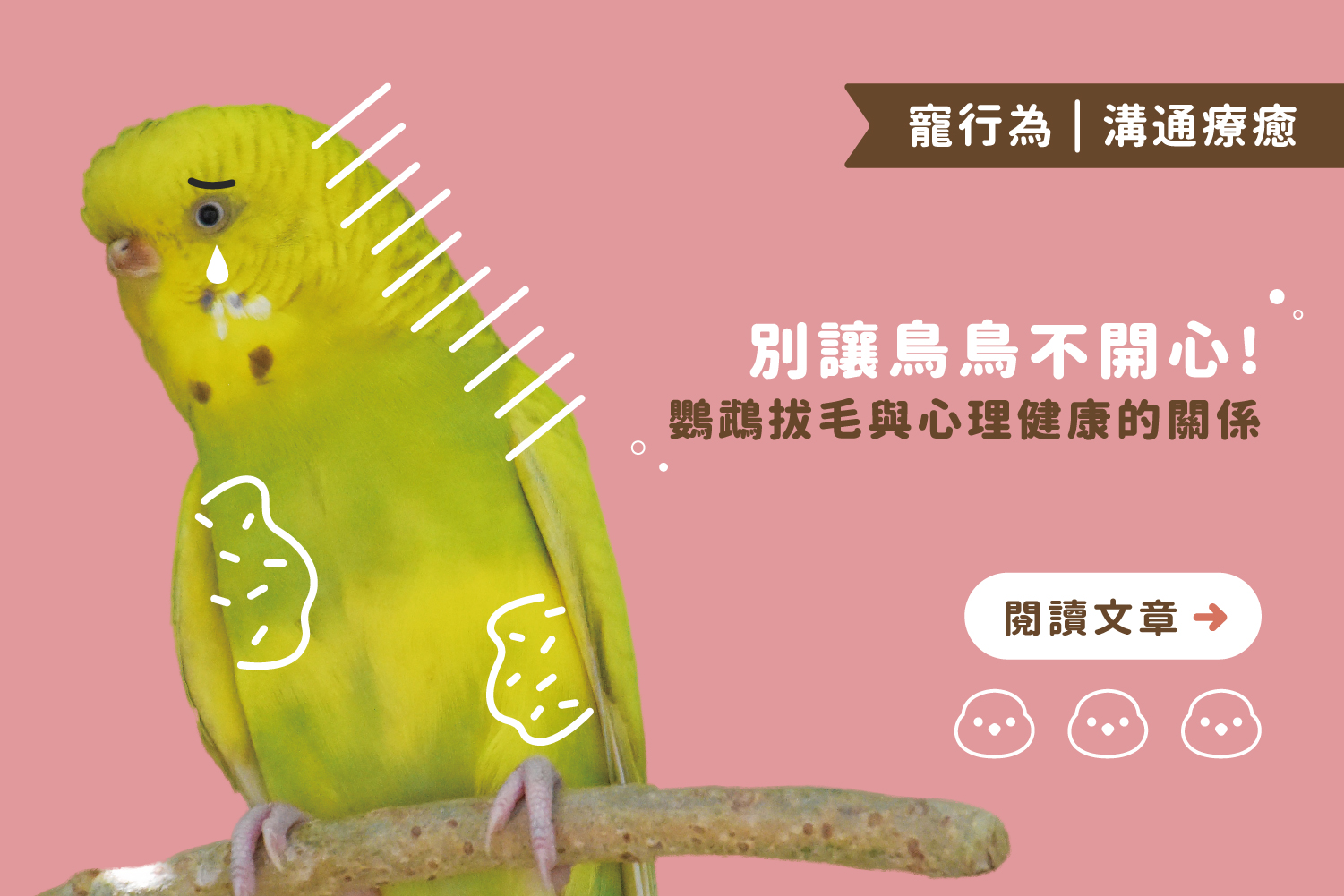 別讓鳥鳥不開心！鸚鵡拔毛與心理健康的關係