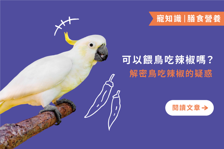 可以餵鳥吃辣椒嗎｜解密鳥吃辣椒的疑惑