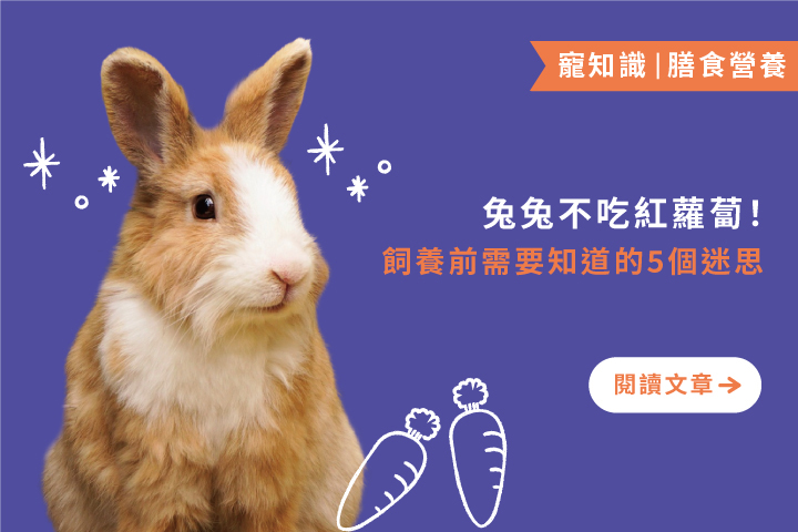 兔兔不吃紅蘿蔔｜飼養兔子前需要知道的5個迷思