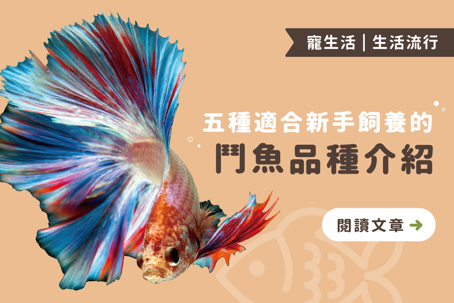 五種鬥魚品種介紹｜適合新手飼養的鬥魚選擇