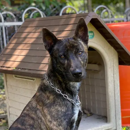 鐶銶警犬學校