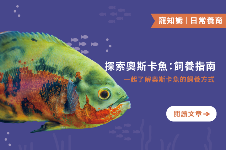 探索奧斯卡魚｜生活習性及飼養指南