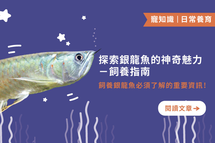 探索銀龍魚的神奇魅力｜新手飼養指南，一起來認識這神秘優雅的魚種吧！