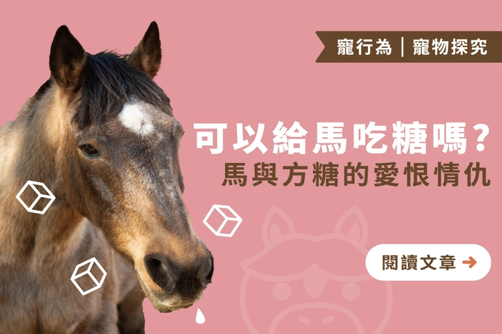 馬與方糖的愛恨情仇｜可以給馬吃糖嗎？6種健康零食推薦