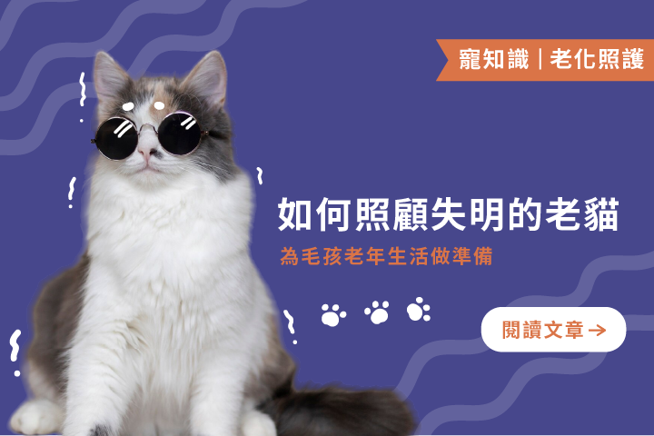 如何照顧失明的老貓｜為毛孩老年生活做準備