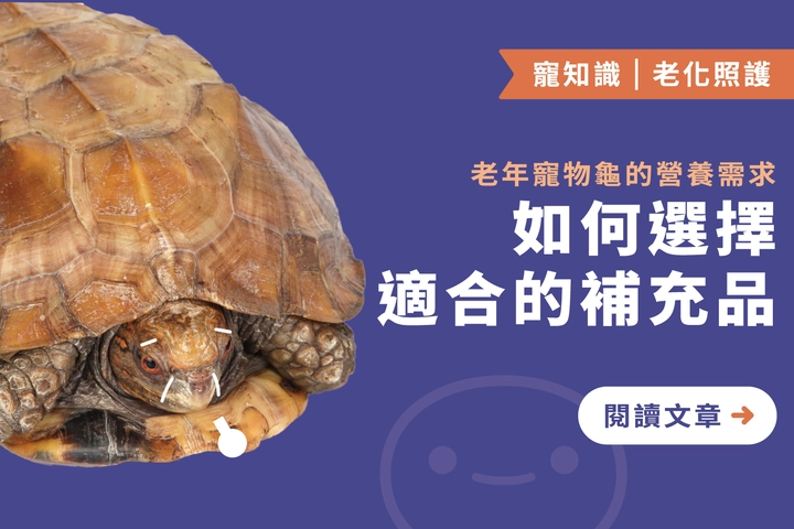 老年寵物龜的營養需求｜如何選擇適合的補充品