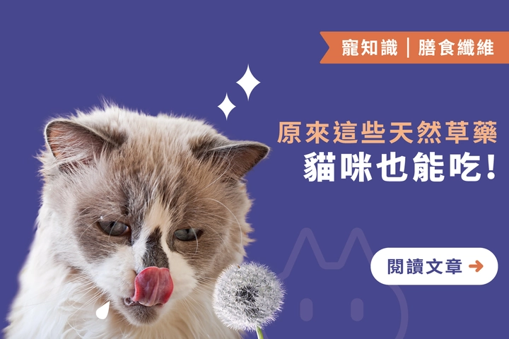 除了貓草和貓薄荷｜原來這些天然草藥貓咪也能吃 !