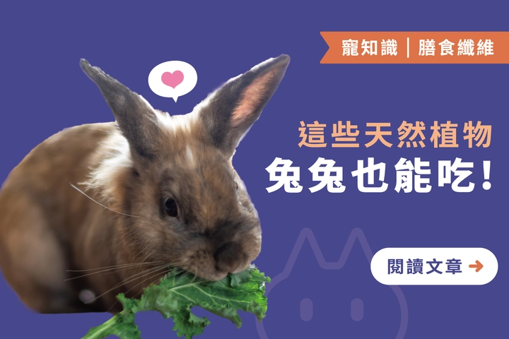 這些天然植物｜兔兔也能吃！