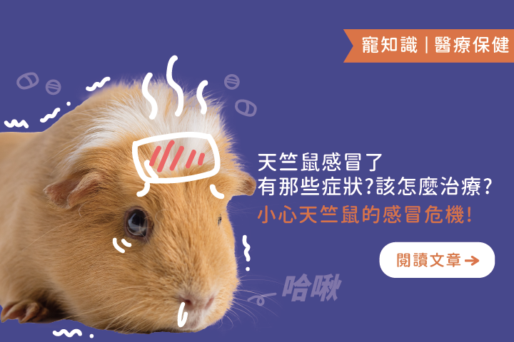 天竺鼠感冒了｜有那些症狀 ? 該怎麼治療 ?