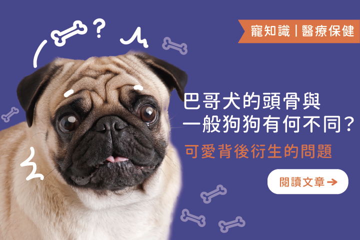 巴哥犬的頭骨與一般狗狗有何不同｜可愛背後衍生的問題