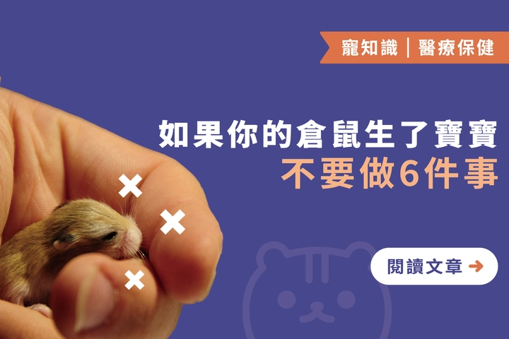 如果你的倉鼠生了寶寶｜ 6 件事不要做