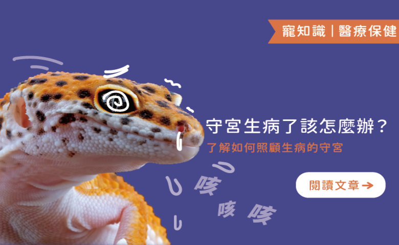 守宮生病了該怎麼辦 ？｜了解如何照顧生病的守宮