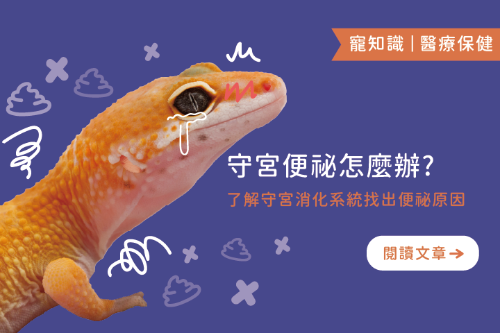 守宮便祕怎麼辦 ? ｜了解守宮消化系統找出便祕原因