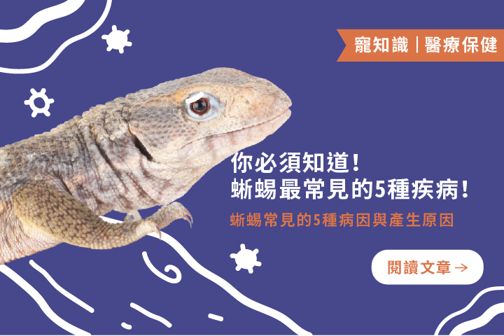 你必須知道！｜蜥蜴最常見的5種疾病！