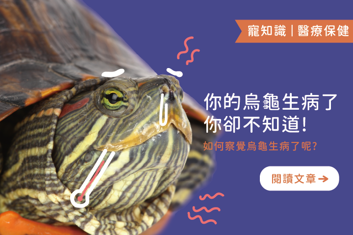 你的烏龜生病你卻不知道！｜如何察覺烏龜生病了