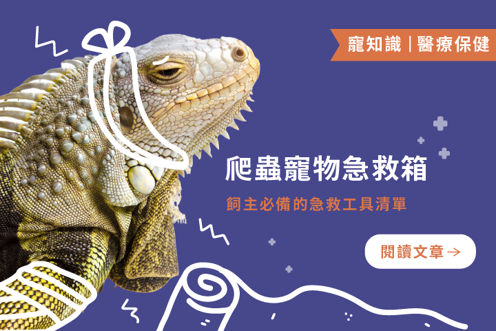 爬蟲寵物急救箱｜飼主必備的急救工具清單