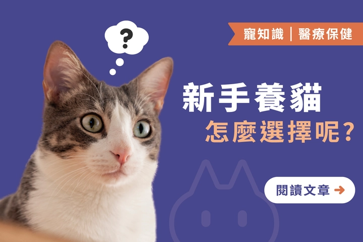 新手養貓這邊看！｜養貓入門指南