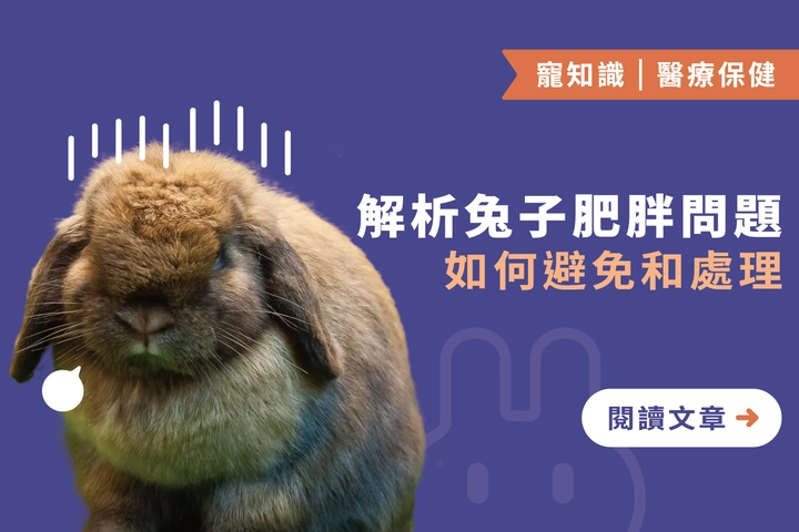 解析兔子肥胖問題｜如何避免和處理
