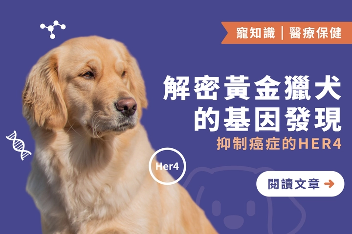 解密「黃金獵犬」的基因發現｜抑制癌症的HER4