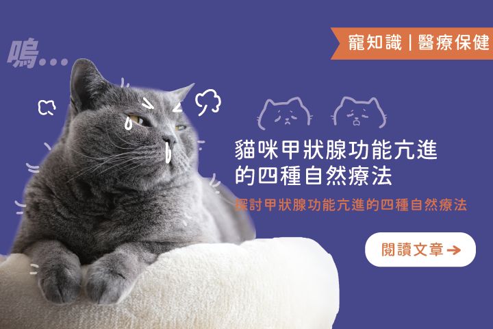 我的貓咪有甲狀腺功能亢進｜貓咪甲狀腺亢進四種自然療法