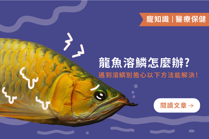 龍魚溶鱗怎麼辦？｜別擔心，以下方法能解決！