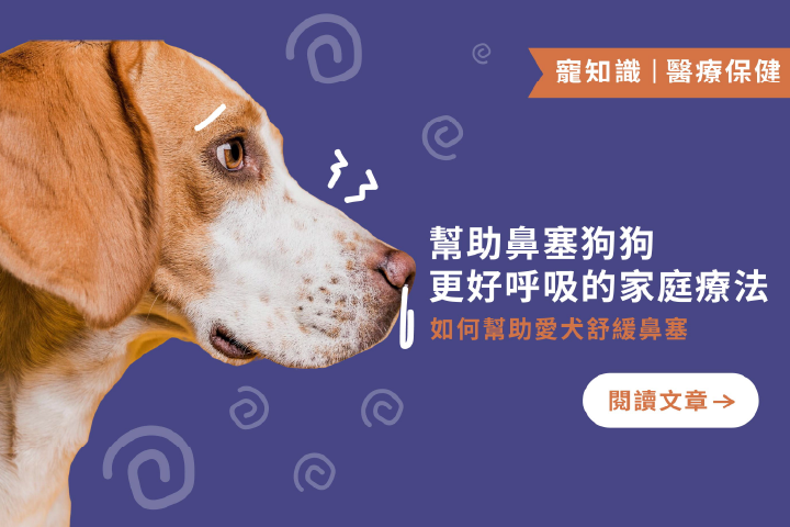 狗狗鼻塞怎麼辦？｜幫助鼻塞狗狗更好呼吸的家庭療法