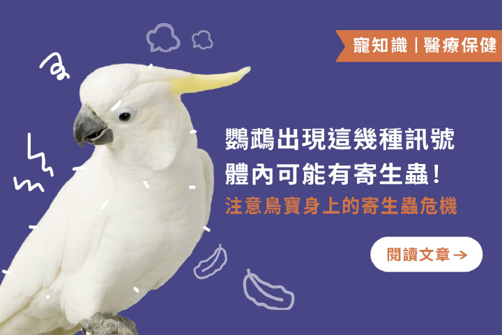 鸚鵡出現這幾種訊號｜體內可能有寄生蟲 !