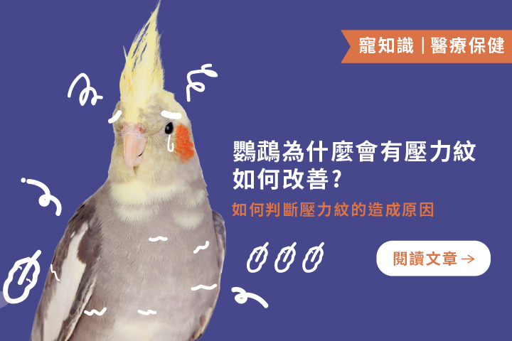 鸚鵡壓力紋如何改善？｜判斷壓力紋造成原因