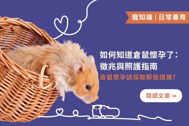 倉鼠懷孕怎麼辦？從徵兆到照顧，手把手教你不慌張！
