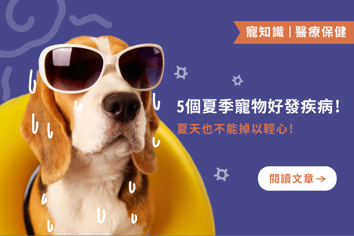 5種毛孩夏天好發疾病，第1種竟會致命…飼主千萬別大意！