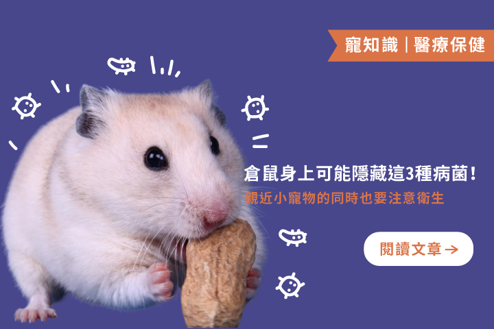從親密接觸到感染風險｜你不可不知的3種倉鼠病菌