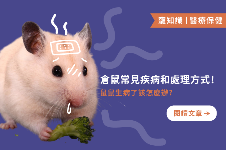 倉鼠最常見的5種疾病與對策！養鼠人一定要知道的照護重點