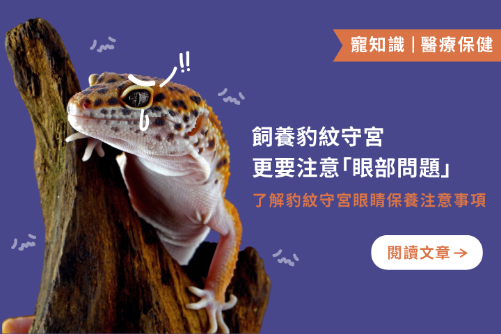豹紋守宮養錯變盲龍？這些「眼睛問題」飼主不可不知！