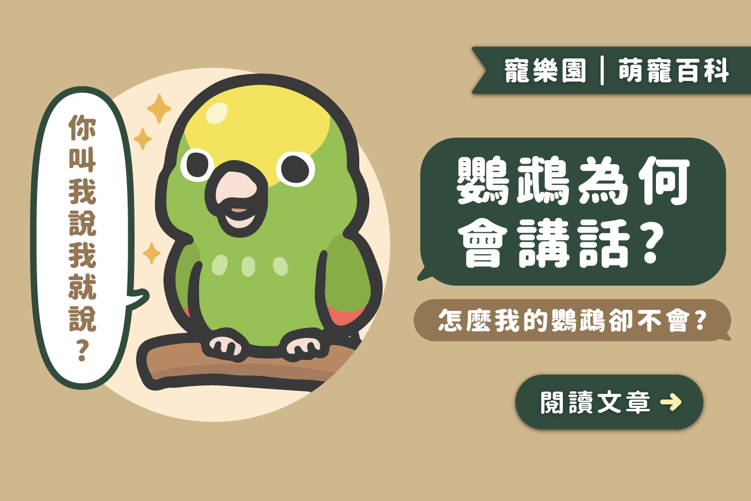 鸚鵡為什麼會講話？｜為什麼我的鸚鵡卻不會說話？鸚鵡口腔結構及品種介紹