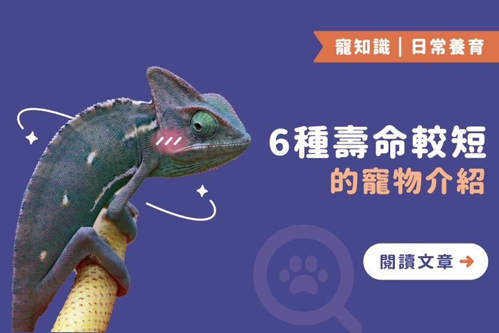 壽命僅幾年？了解這6種短壽寵物的飼養關鍵