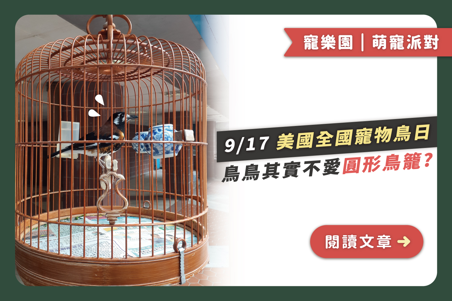 🦜0917美國寵物鳥日｜鳥鳥其實不愛圓形鳥籠 ?