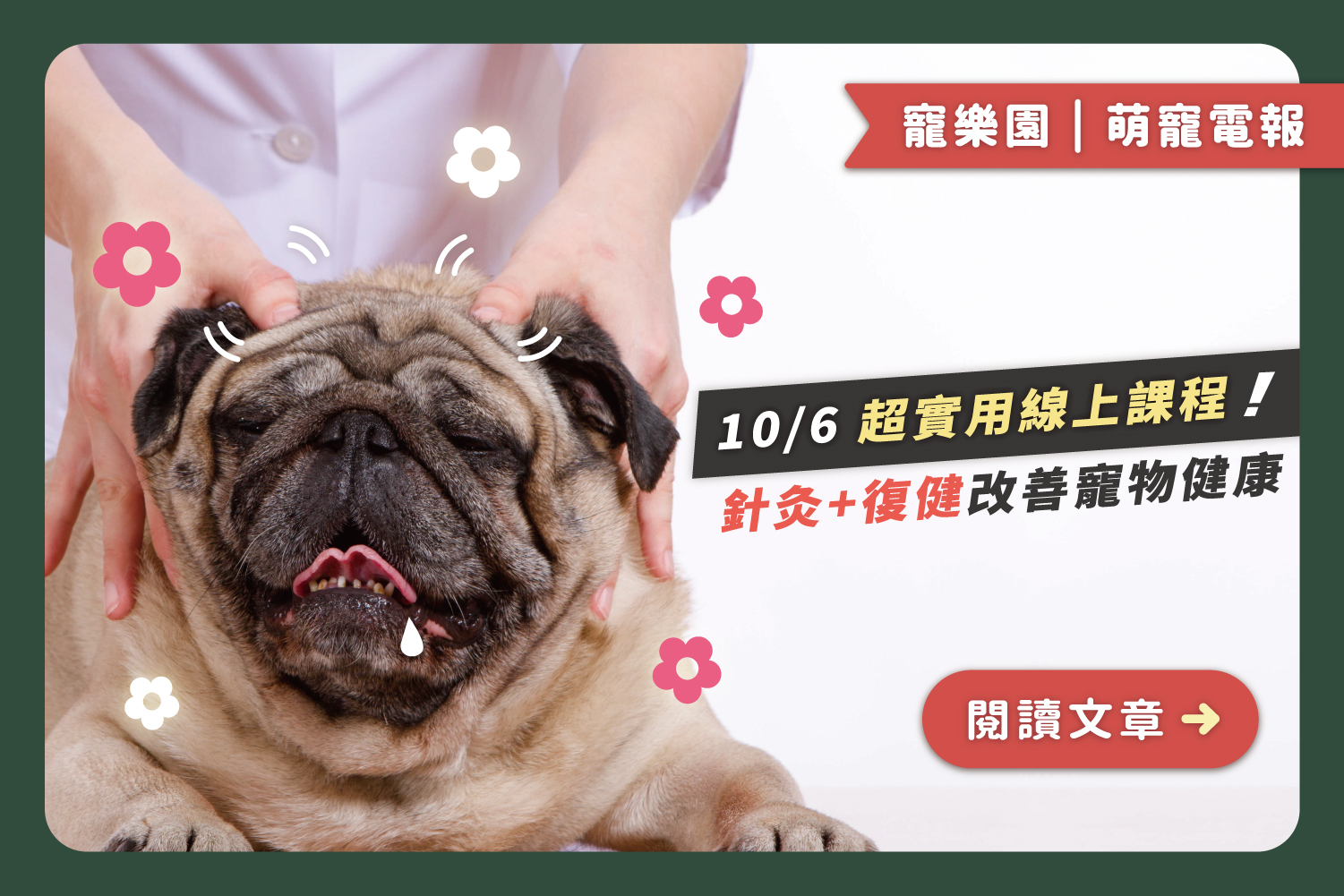 2024/10/6超實用線上課程來囉｜靠針灸跟復健改善寵物健康﻿
