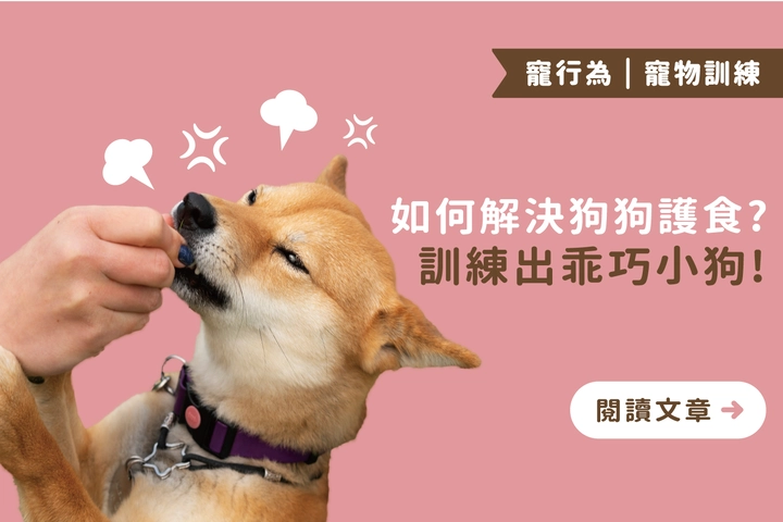 如何解決狗狗護食 ? 訓練出乖巧小狗 ! 