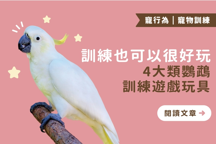 讓鸚鵡不無聊：4 大類訓練型玩具一次看