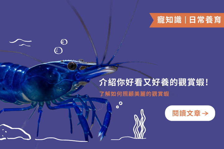 好看又好養！4種觀賞蝦推薦＋飼養指南