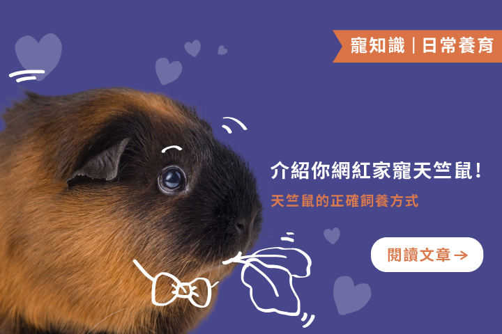天竺鼠車車本尊登場！飼養前你該知道的事！