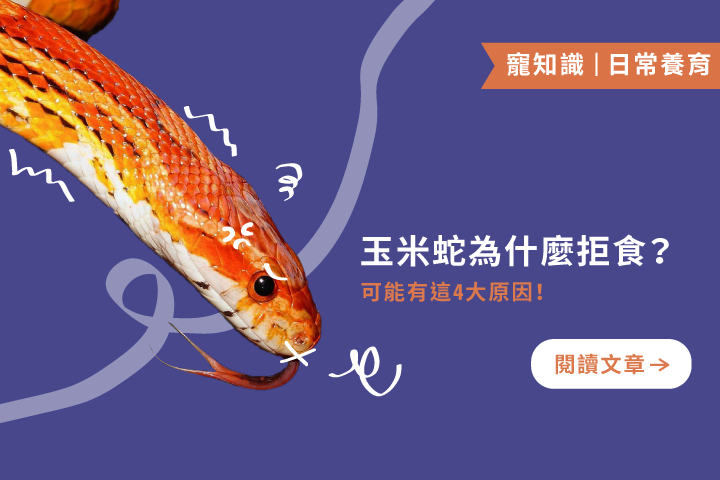 我家玉米蛇又罷吃啦！？4個原因搞懂牠的心情