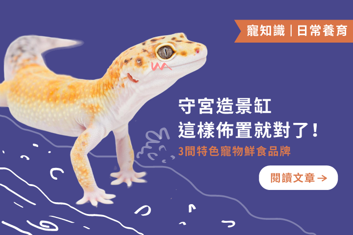 守宮造景缸這樣佈置最對味！安全又有美感