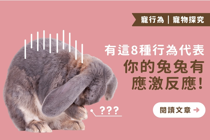 兔兔壓力爆表警訊！8個應激行為你一定要會判斷