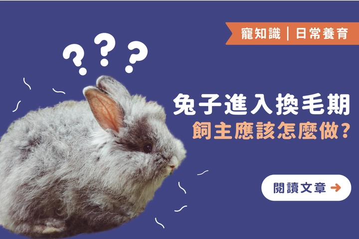 兔子進入換毛期，飼主該怎麼做才好？